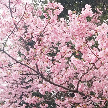 桜の名所・平野神社